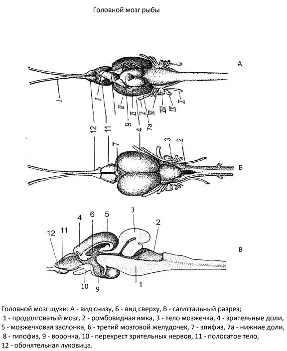 Brain fish