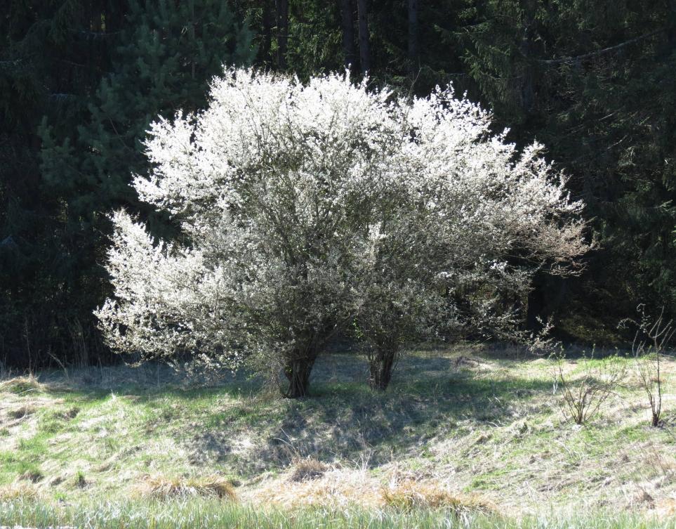 Нажмите на изображение для увеличения.

Название:	IMG_0043.JPG
Просмотров:	1006
Размер:	183.8 Кб
ID:	4289800