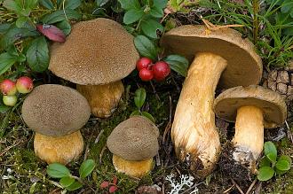 Нажмите на изображение для увеличения.

Название:	Suillus-variegatus_03.jpg
Просмотров:	3750
Размер:	204.5 Кб
ID:	4324983