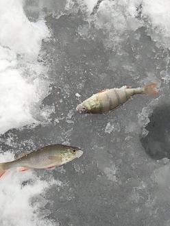 Нажмите на изображение для увеличения.

Название:	IMG_20210107_130342.jpg
Просмотров:	2292
Размер:	383.9 Кб
ID:	4332006