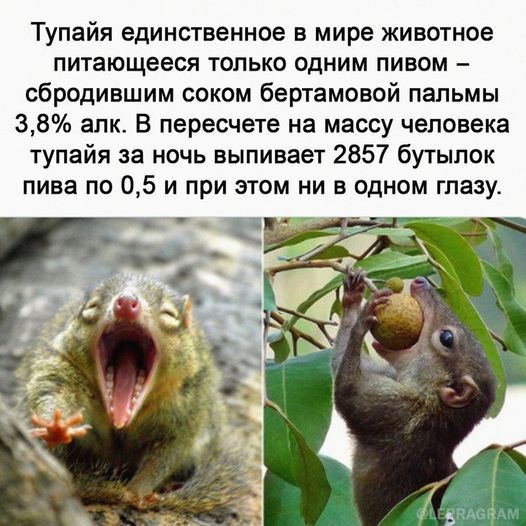 Нажмите на изображение для увеличения.

Название:	177223603_1665317313665230_4556365110466989705_n.jpg
Просмотров:	767
Размер:	88.4 Кб
ID:	4350249