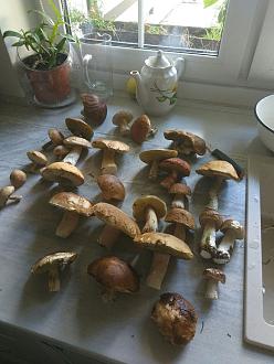 Нажмите на изображение для увеличения.

Название:	Boletus.jpg
Просмотров:	1557
Размер:	181.4 Кб
ID:	4401441