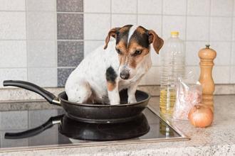 Нажмите на изображение для увеличения.

Название:	depositphotos_468878090-stock-photo-little-cheeky-cute-jack-russell.jpg
Просмотров:	937
Размер:	47.4 Кб
ID:	4407463