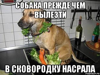 Нажмите на изображение для увеличения.

Название:	blyudo-sobaka_231446843_orig_.jpg
Просмотров:	893
Размер:	69.3 Кб
ID:	4407464