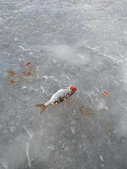 Нажмите на изображение для увеличения.  Название:	IMG_20220220_171042.jpg Просмотров:	0 Размер:	556.6 Кб ID:	4427603