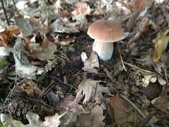 Нажмите на изображение для увеличения.

Название:	IMG_20220914_090100.jpg
Просмотров:	1901
Размер:	397.2 Кб
ID:	4437674