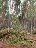 Нажмите на изображение для увеличения.

Название:	IMG_20220903_150400.jpg
Просмотров:	2875
Размер:	576.4 Кб
ID:	4437800