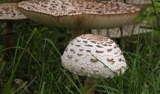 Нажмите на изображение для увеличения.

Название:	sarnela-macrolepiota-procera.jpg
Просмотров:	1864
Размер:	51.0 Кб
ID:	4440562