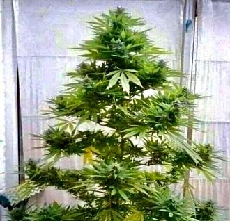 Нажмите на изображение для увеличения.

Название:	322940210_716982583090454_5146394336050463924_n.jpg
Просмотров:	1344
Размер:	101.8 Кб
ID:	4444359