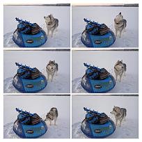 Нажмите на изображение для увеличения.  Название:	IMG_20230228_075834-COLLAGE.jpg Просмотров:	0 Размер:	643.3 Кб ID:	4449402
