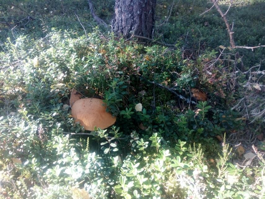 Нажмите на изображение для увеличения.

Название:	IMG-a2ae87378bf163dfbc24823baeaedbd4-V.jpg
Просмотров:	1408
Размер:	198.9 Кб
ID:	4465888