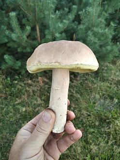 Нажмите на изображение для увеличения.

Название:	IMG_20230916_185903.jpg
Просмотров:	1732
Размер:	357.0 Кб
ID:	4466005
