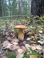 Нажмите на изображение для увеличения.  Название:	IMG_20231008_113331.jpg Просмотров:	0 Размер:	659.7 Кб ID:	4467905