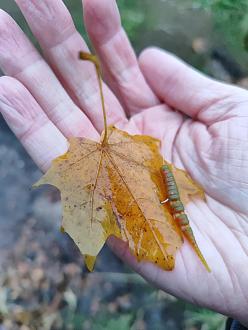 Нажмите на изображение для увеличения.

Название:	IMG_20231105_172005.jpg
Просмотров:	5457
Размер:	310.5 Кб
ID:	4469245