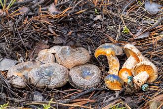 Нажмите на изображение для увеличения.  Название:	Lactarius-quieticolor-2020-09-10-IMG_4358-1337.jpg Просмотров:	0 Размер:	306.0 Кб ID:	4469675