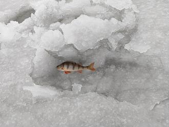 Нажмите на изображение для увеличения.

Название:	IMG_20231203_163505.jpg
Просмотров:	18172
Размер:	501.2 Кб
ID:	4470829
