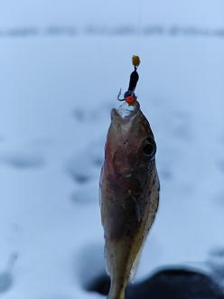 Нажмите на изображение для увеличения.

Название:	IMG_20240120_171836.jpg
Просмотров:	10111
Размер:	170.2 Кб
ID:	4490833