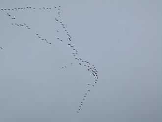 Нажмите на изображение для увеличения.

Название:	IMG_7872.JPG
Просмотров:	39340
Размер:	175.6 Кб
ID:	4495576