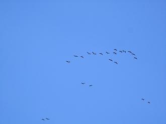 Нажмите на изображение для увеличения.

Название:	IMG_7919.JPG
Просмотров:	31648
Размер:	189.9 Кб
ID:	4496094