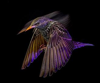 Нажмите на изображение для увеличения.

Название:	WINNER-starling-at-night_1710494488.jpg
Просмотров:	3347
Размер:	104.8 Кб
ID:	4496110