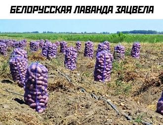 Нажмите на изображение для увеличения.

Название:	455011962_8446192598758916_4256882055889564157_n.jpg
Просмотров:	1112
Размер:	156.2 Кб
ID:	4507597