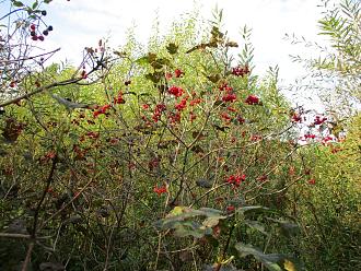 Нажмите на изображение для увеличения.

Название:	IMG_8354.JPG
Просмотров:	9935
Размер:	712.7 Кб
ID:	4510251