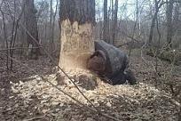 Нажмите на изображение для увеличения.

Название:	images.jpeg
Просмотров:	5062
Размер:	22.7 Кб
ID:	4511647