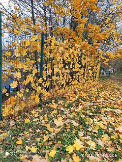 Нажмите на изображение для увеличения.

Название:	IMG_20241101_150610.jpg
Просмотров:	7994
Размер:	674.0 Кб
ID:	4512315