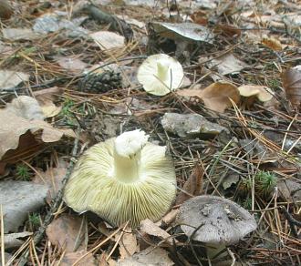 Нажмите на изображение для увеличения.

Название:	tricholoma_portentosum.jpg
Просмотров:	3041
Размер:	140.6 Кб
ID:	4512811