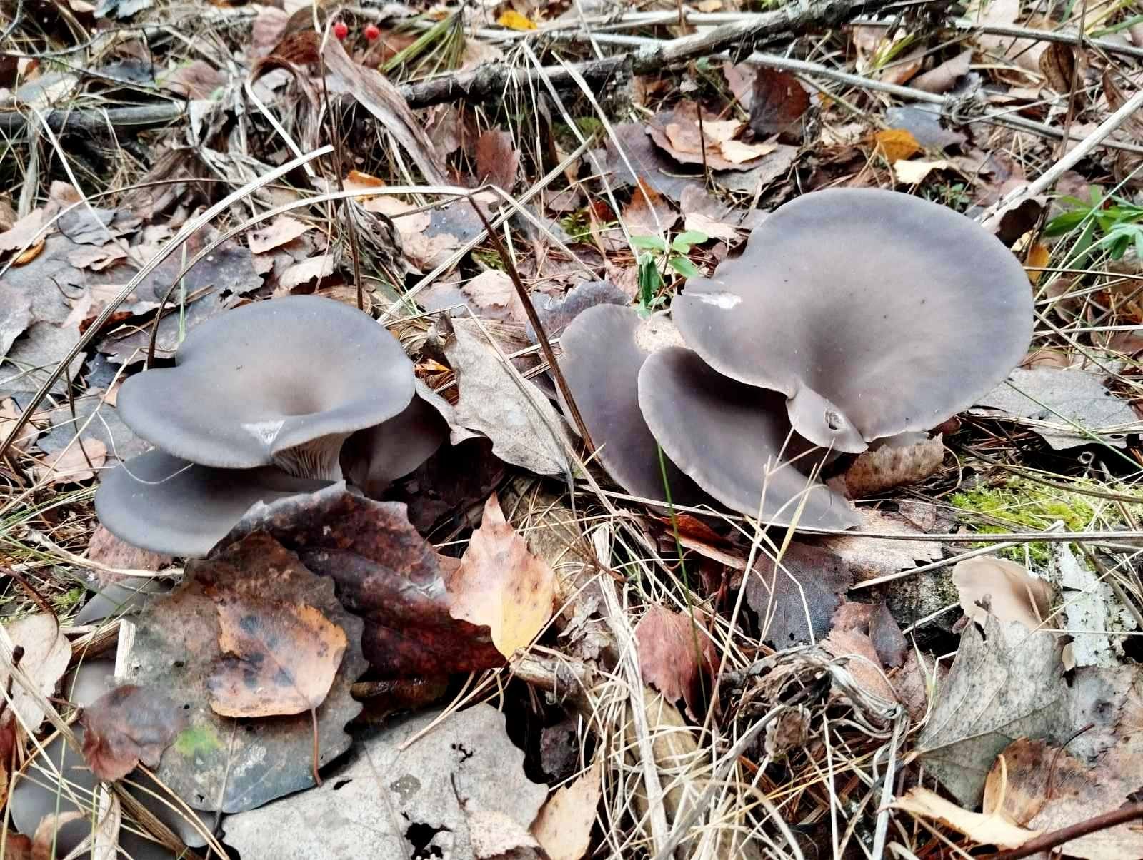 Нажмите на изображение для увеличения.  Название:	изображение_viber_2024-11-17_16-51-35-118.jpg Просмотров:	0 Размер:	497.4 Кб ID:	4513252