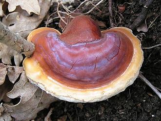 Нажмите на изображение для увеличения.

Название:	640px-Ganoderma_lucidum_01.jpg
Просмотров:	714
Размер:	115.7 Кб
ID:	4522469