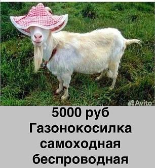 Нажмите на изображение для увеличения.

Название:	IMG_20250505_131426_376.jpg
Просмотров:	21
Размер:	93.8 Кб
ID:	4525591