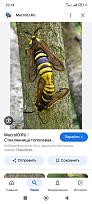 Нажмите на изображение для увеличения.  Название:	Screenshot_2025-07-24-22-14-12-739_com.google.android.googlequicksearchbox.jpg Просмотров:	0 Размер:	210.9 Кб ID:	4531799