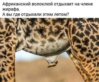 Нажмите на изображение для увеличения.  Название:	538848099_3148251508666239_7897736635109516238_n.jpg Просмотров:	20 Размер:	75.2 Кб ID:	4535265