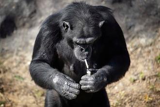 Нажмите на изображение для увеличения.  Название:	north-korea-has-a-zoo-with-a-cigarette-smoking-chimpanzees-v0-757ud0reffpd1.jpg Просмотров:	0 Размер:	56.1 Кб ID:	4536177