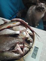 Нажмите на изображение для увеличения.

Название:	IMG_20251011_153844.jpg
Просмотров:	592
Размер:	351.2 Кб
ID:	4538902