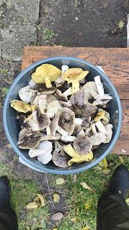 Нажмите на изображение для увеличения.  Название:	IMG_20251026_145741.jpg Просмотров:	0 Размер:	356.1 Кб ID:	4540165