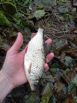 Нажмите на изображение для увеличения.  Название:	IMG_20251026_161302.jpg Просмотров:	66 Размер:	378.5 Кб ID:	4540210