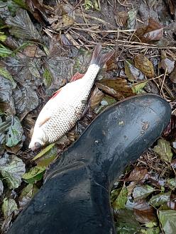 Нажмите на изображение для увеличения.  Название:	IMG_20251026_161308.jpg Просмотров:	67 Размер:	552.1 Кб ID:	4540211