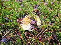 Нажмите на изображение для увеличения.  Название:	20251025_142916.jpg Просмотров:	0 Размер:	593.8 Кб ID:	4540314