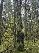 Нажмите на изображение для увеличения.  Название:	20251025_152828.jpg Просмотров:	0 Размер:	701.4 Кб ID:	4540316