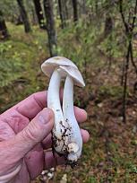 Нажмите на изображение для увеличения.  Название:	20251025_144654.jpg Просмотров:	0 Размер:	330.6 Кб ID:	4540317