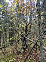 Нажмите на изображение для увеличения.  Название:	20251025_144536.jpg Просмотров:	0 Размер:	691.5 Кб ID:	4540318