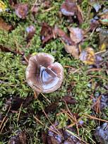 Нажмите на изображение для увеличения.  Название:	20251025_145606.jpg Просмотров:	0 Размер:	436.3 Кб ID:	4540319