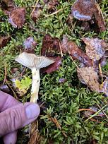 Нажмите на изображение для увеличения.  Название:	20251025_145611.jpg Просмотров:	0 Размер:	509.5 Кб ID:	4540320