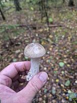 Нажмите на изображение для увеличения.  Название:	image_596315.jpg Просмотров:	4 Размер:	312.1 Кб ID:	4540321