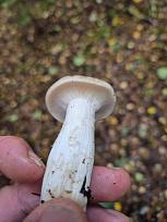 Нажмите на изображение для увеличения.

Название:	20251025_153654.jpg
Просмотров:	249
Размер:	287.8 Кб
ID:	4540325