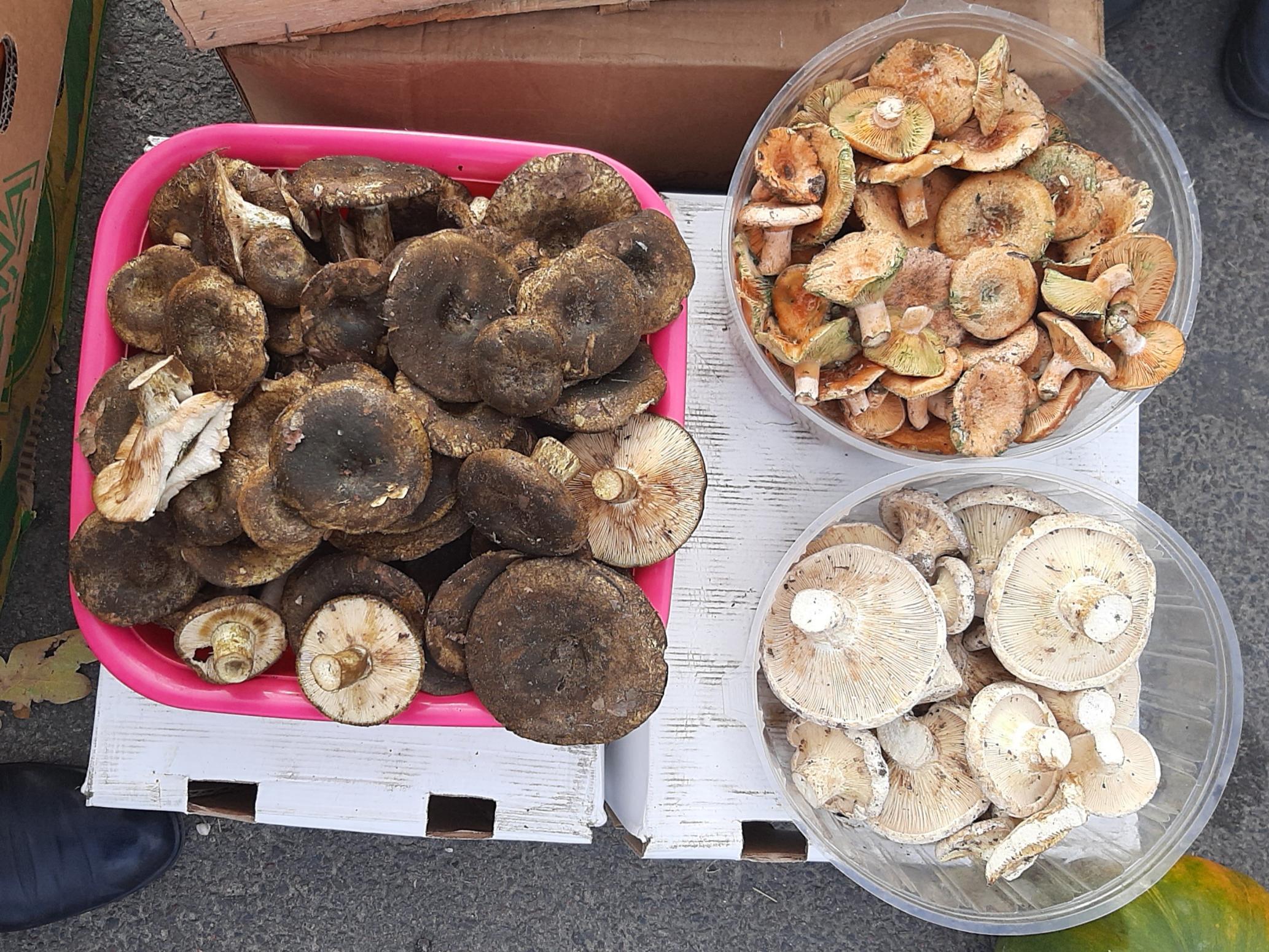 Нажмите на изображение для увеличения.

Название:	20251025_145616.jpg
Просмотров:	251
Размер:	566.0 Кб
ID:	4540370