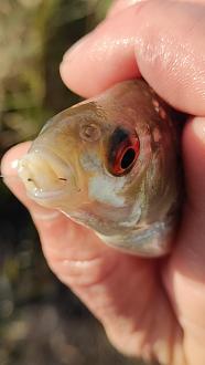 Нажмите на изображение для увеличения.  Название:	IMG20251025154850.jpg Просмотров:	77 Размер:	154.7 Кб ID:	4540431