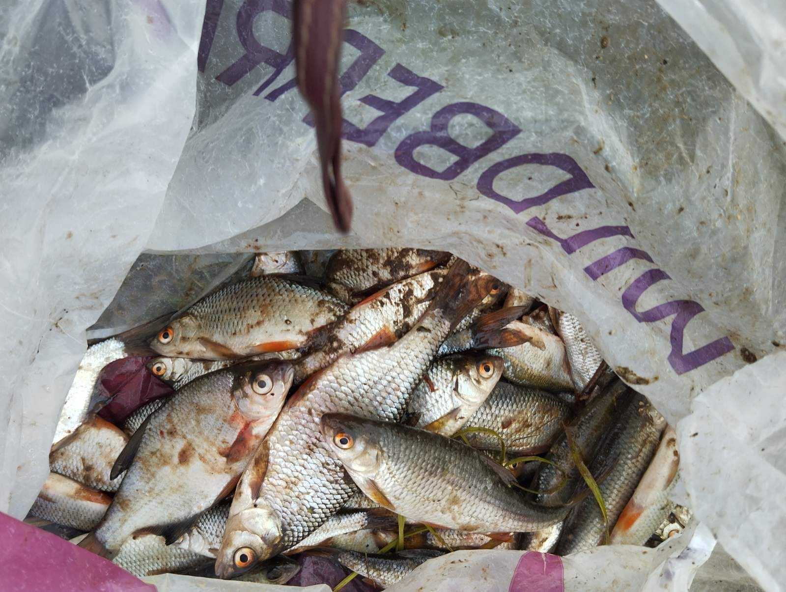 Нажмите на изображение для увеличения.  Название:	изображение_viber_2025-10-28_17-01-23-326.jpg Просмотров:	16 Размер:	374.6 Кб ID:	4540474